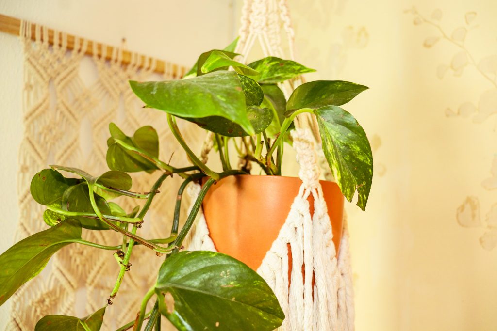 Maceteros de Macramé decoración boho